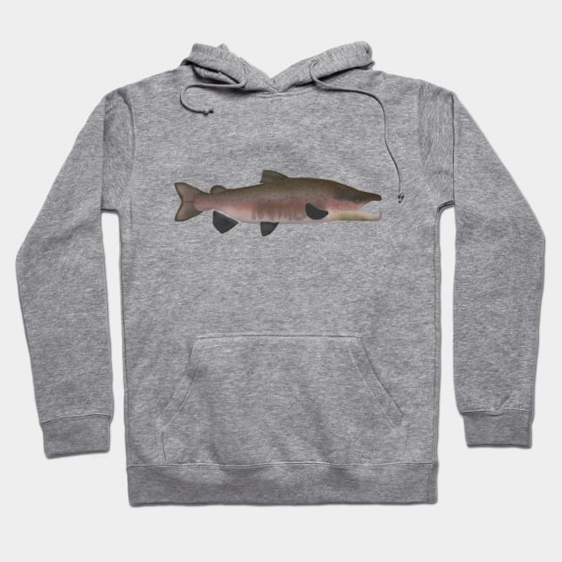 Atlantic Salmon -  Spawn Phase Hoodie by FishFolkArt